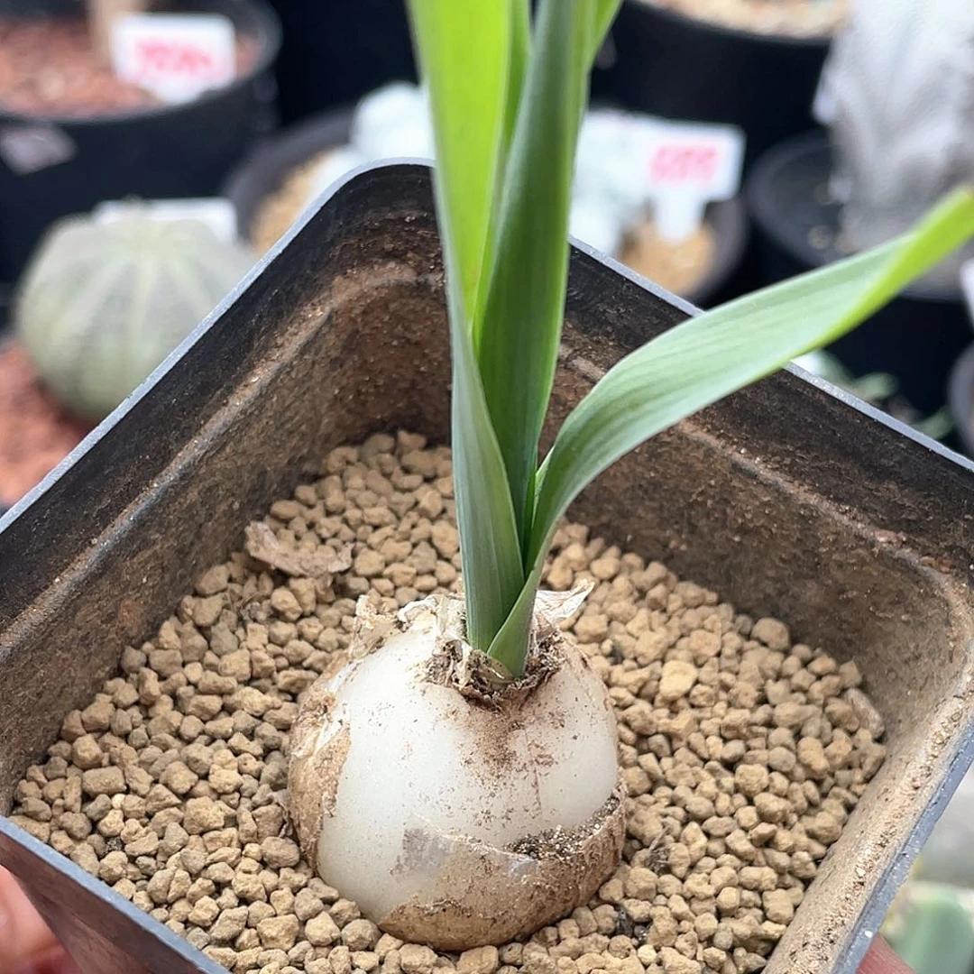 宽叶块根弹簧草仙人球