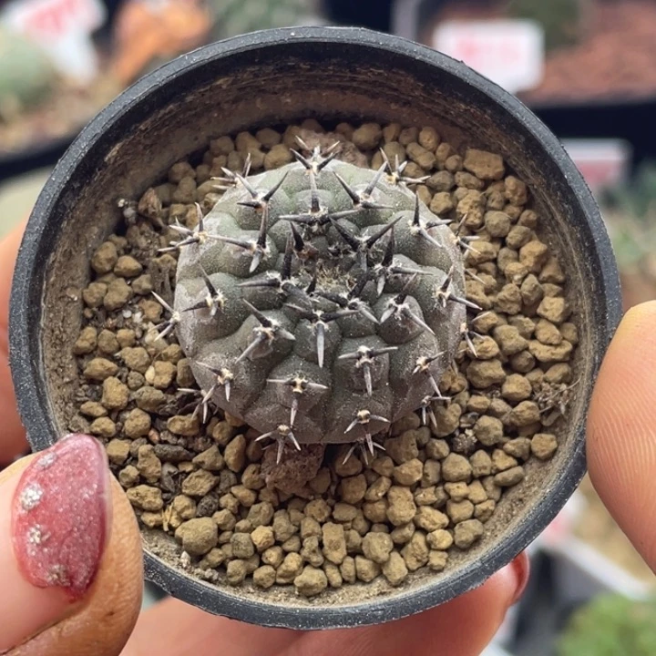 实生短豪刺黑刺凤头仙人球