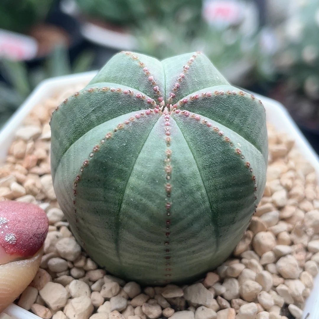 实生欧系布纹球仙人球