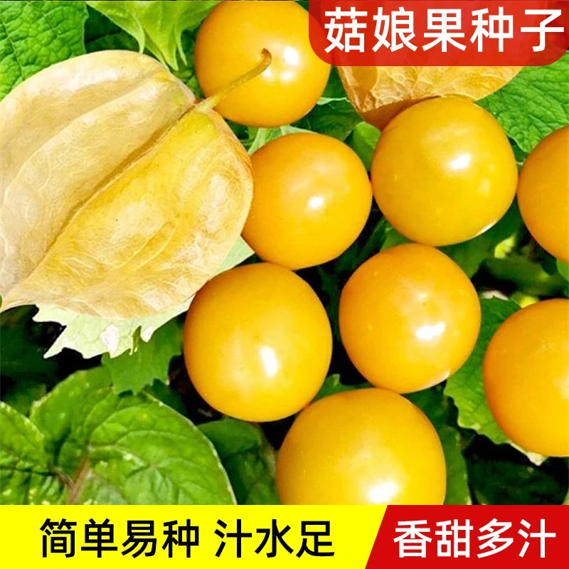 【新疆包邮】黄菇娘果种籽果皮薄肉厚甜度高阳台小院盆栽四季播种植