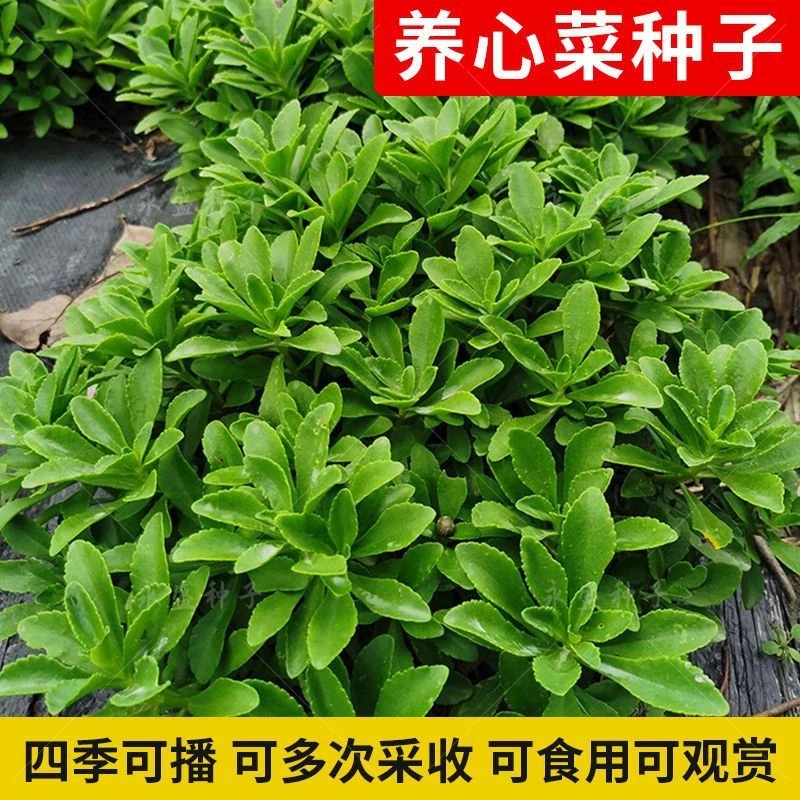 【新疆包邮】高钙养心菜种子阳台四季盆栽小院菜园地种植蔬菜种子