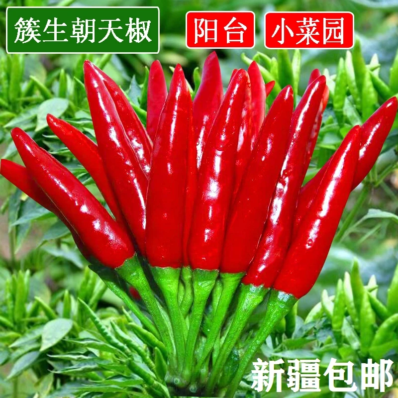 【新疆包邮】朝天椒种子小米椒簇生香辣四季种植阳台盆栽辣椒种子