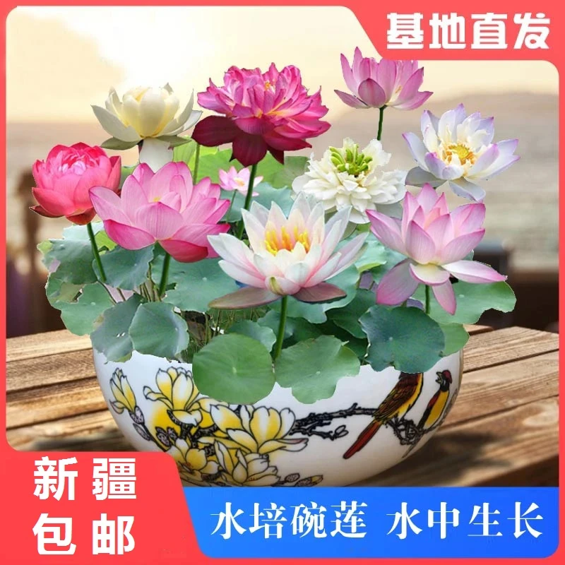 【新疆包邮】水培荷花碗莲种子无土水培盆栽懒人种子莲花四季开花