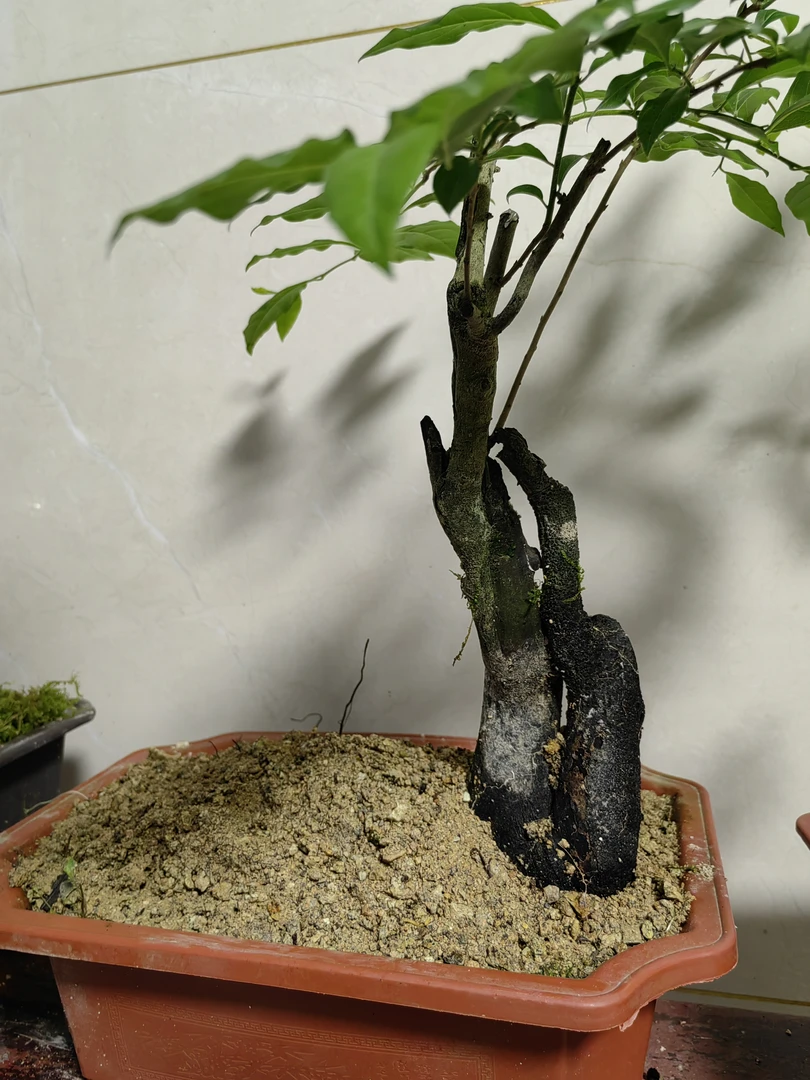 老鸦柿盆栽素材.