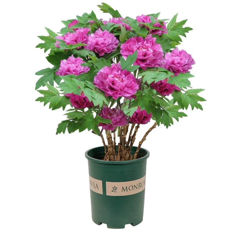 【紫牡丹】国色天香牡丹花春天开花芍药花开富贵易养护非常耐寒