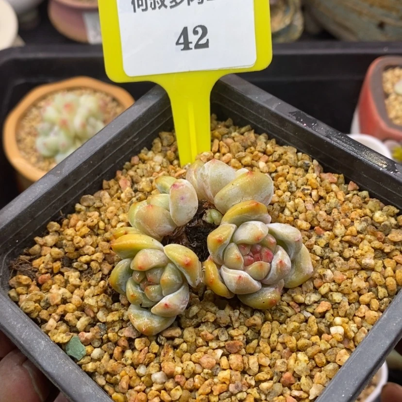 【闪购商品】小*花1642石榴仔白方
