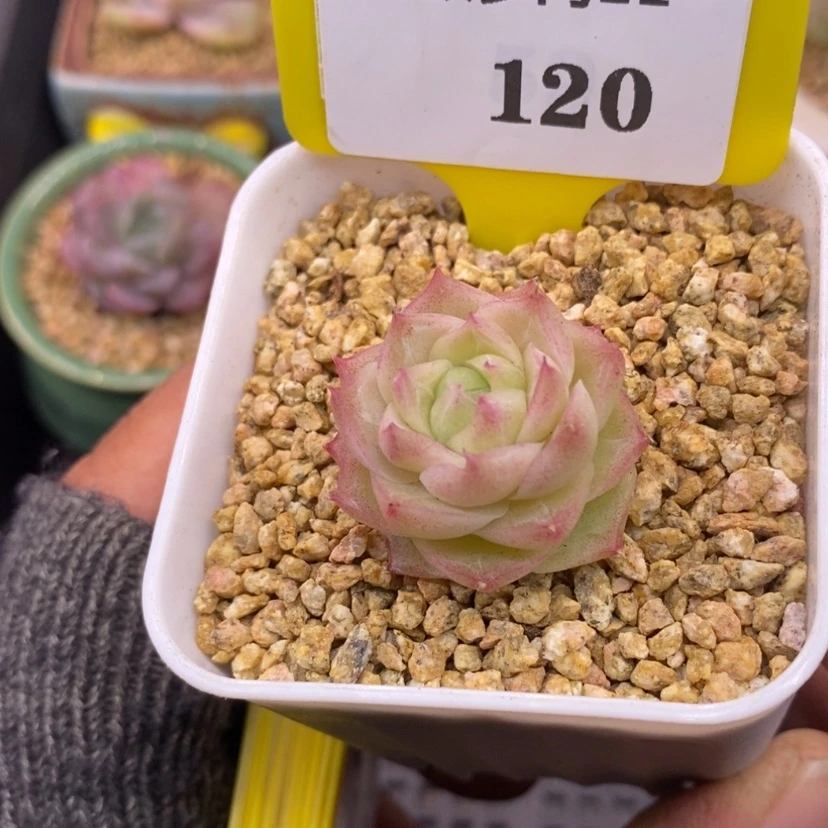 【闪购商品】11120潘多拉