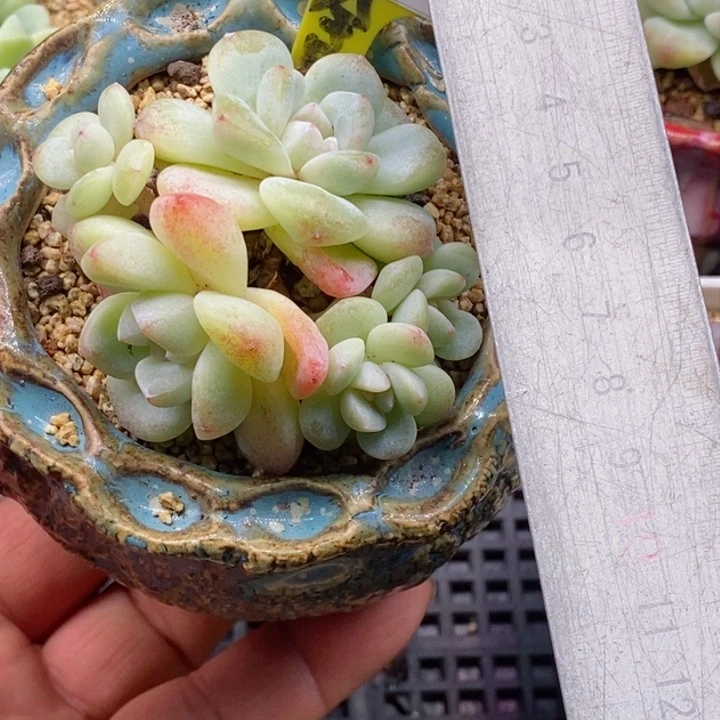 618冰玉5头群多肉植物