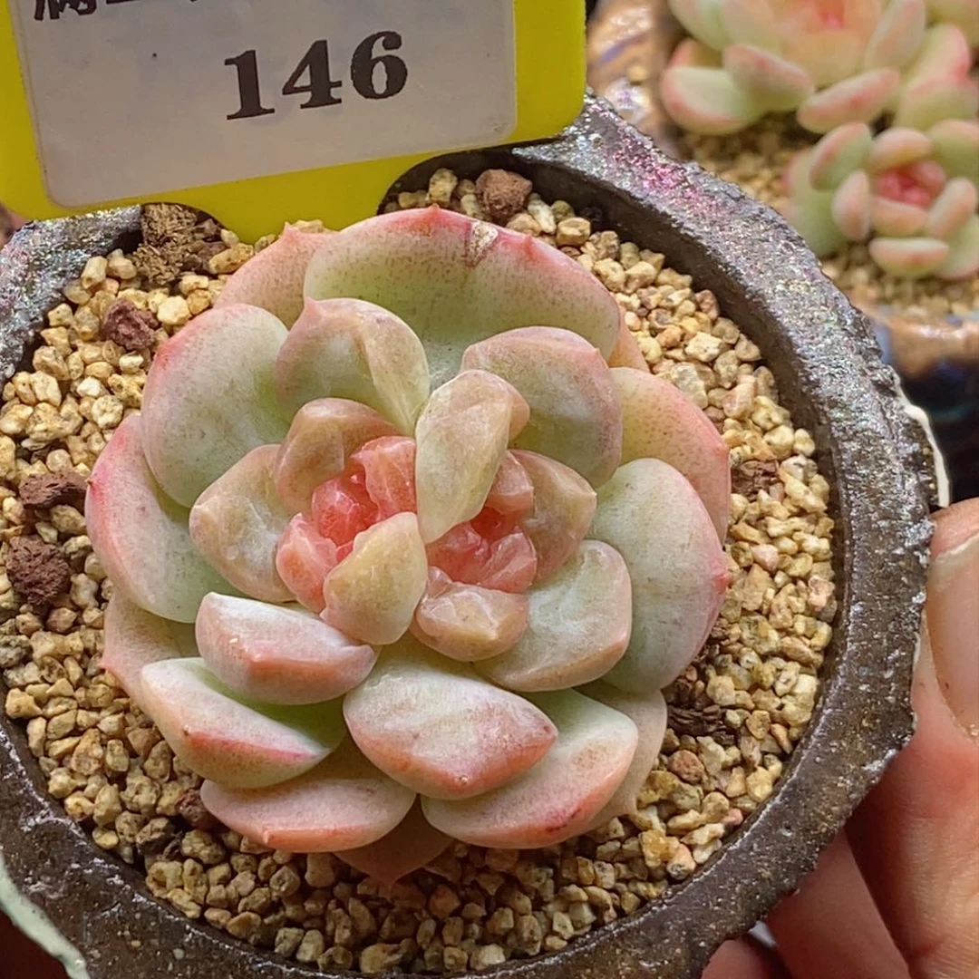 8146双心糯米糖心多肉