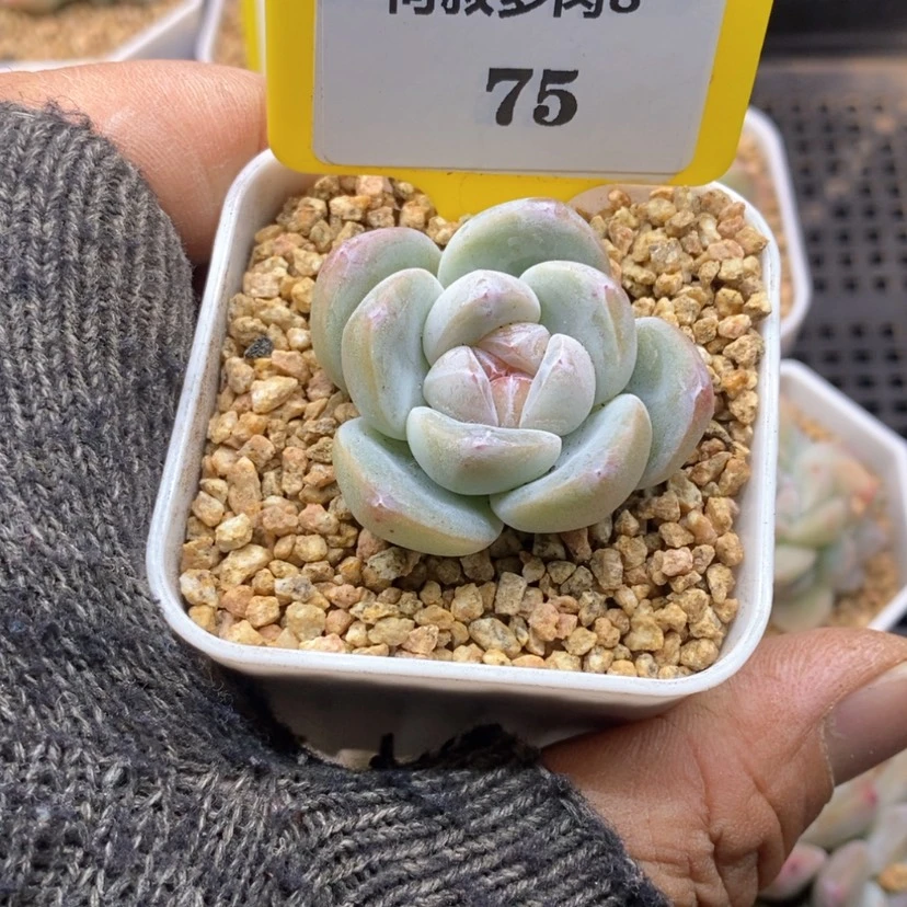 【闪购商品】L****7875冰玉