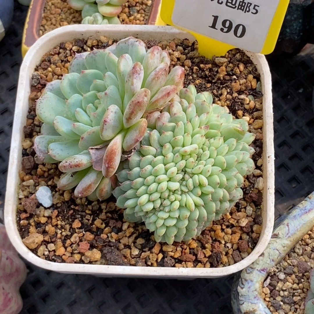 5190白胖子缀多肉植物