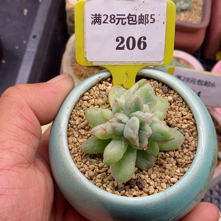 太*雨5206风花雪月多肉植物