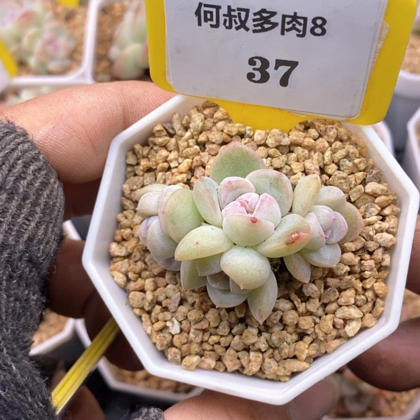 【闪购商品】L****7837冰玉