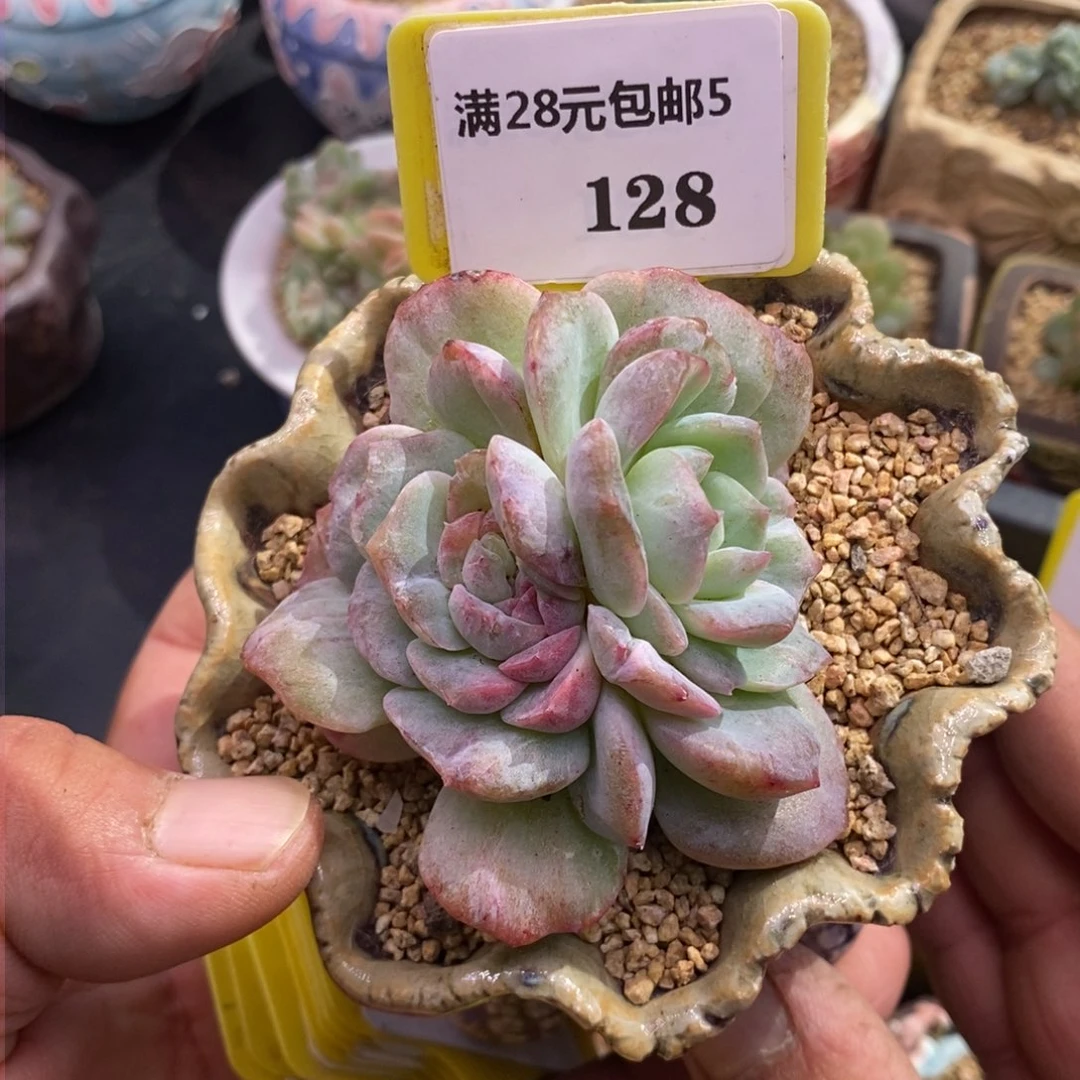 5128冰魄石化拉丝锦多肉