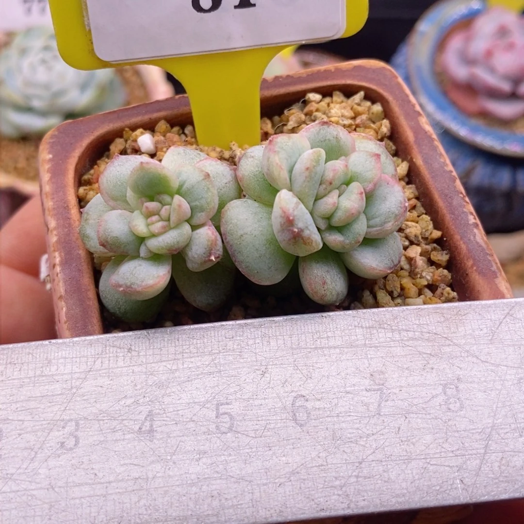 784佳人石化多肉植物