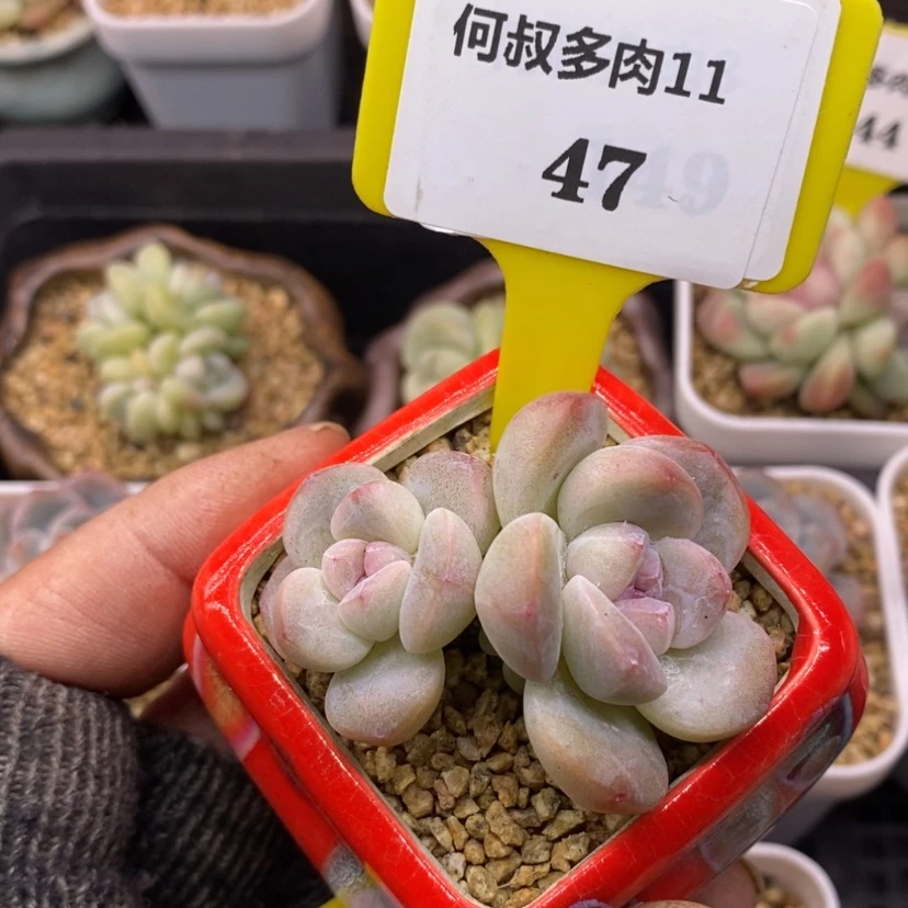 【闪购商品】黑***风1147脱土冰玉多肉