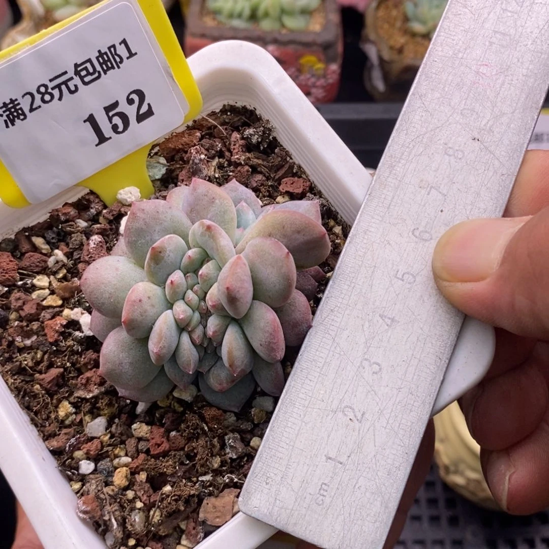 1152石榴仔缀多肉植物