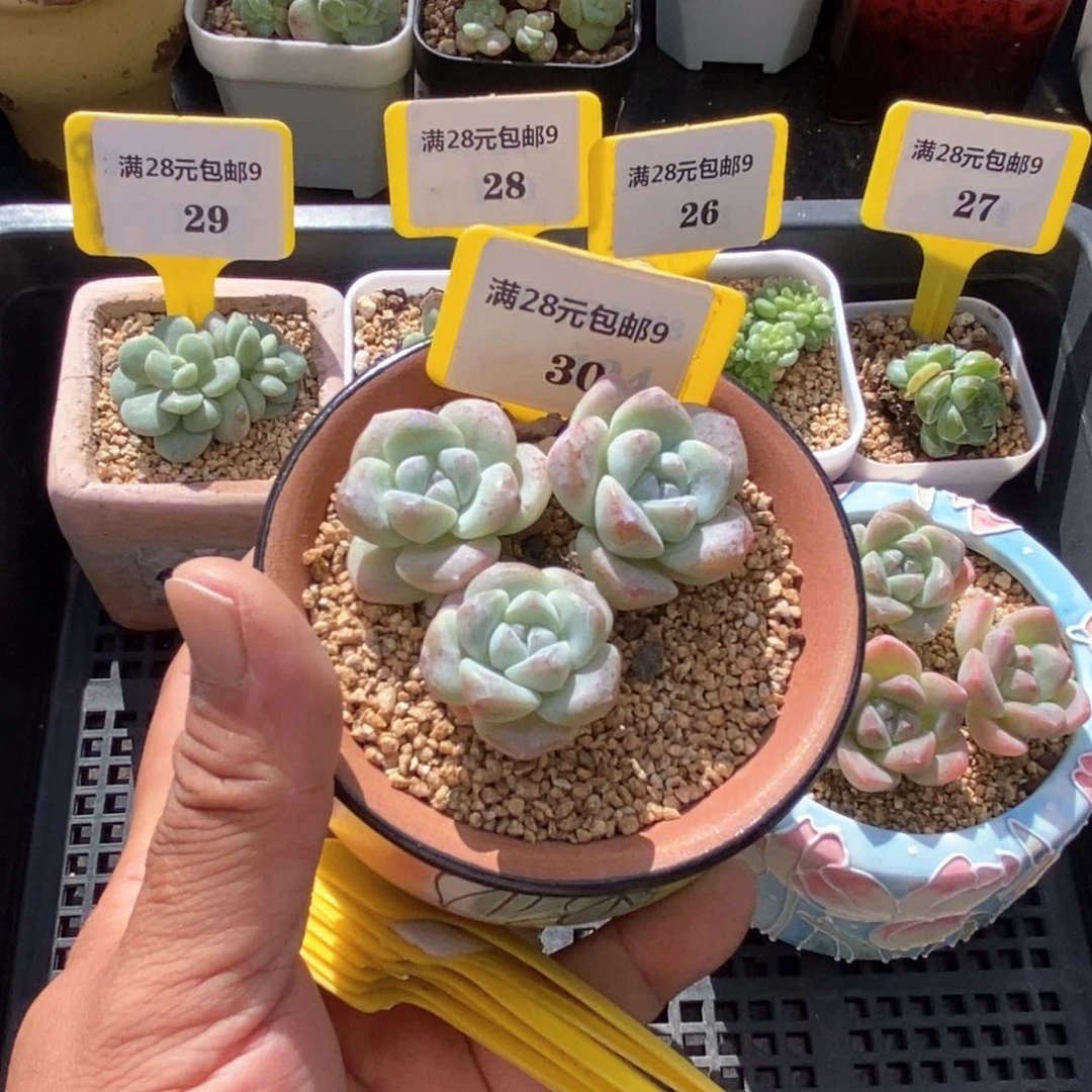 一**柔930冰玉趴地多肉