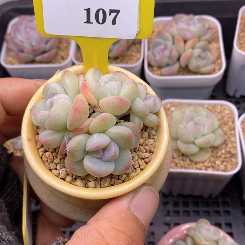 【闪购商品】拓****8107冰玉，白方