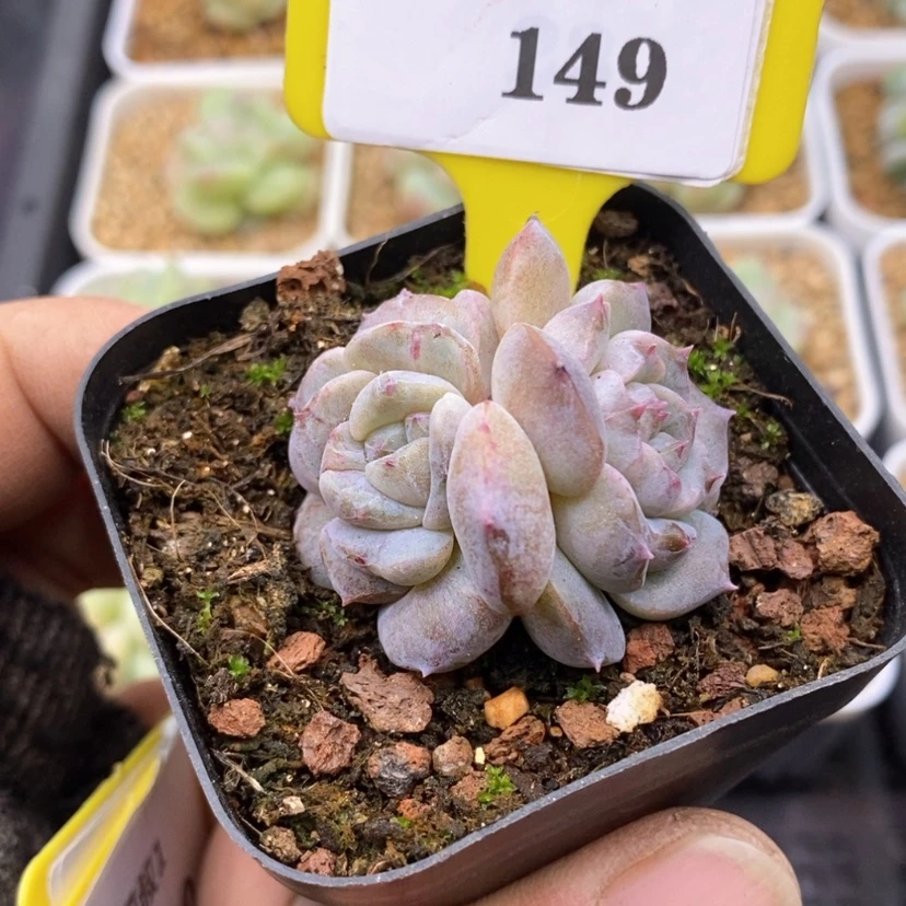 【闪购商品】1149冰魄石化多肉