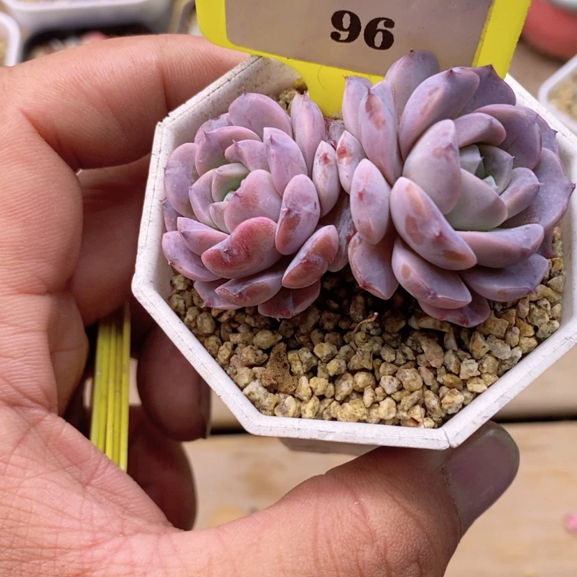 【闪购商品】2096老桩格瑞斯多肉