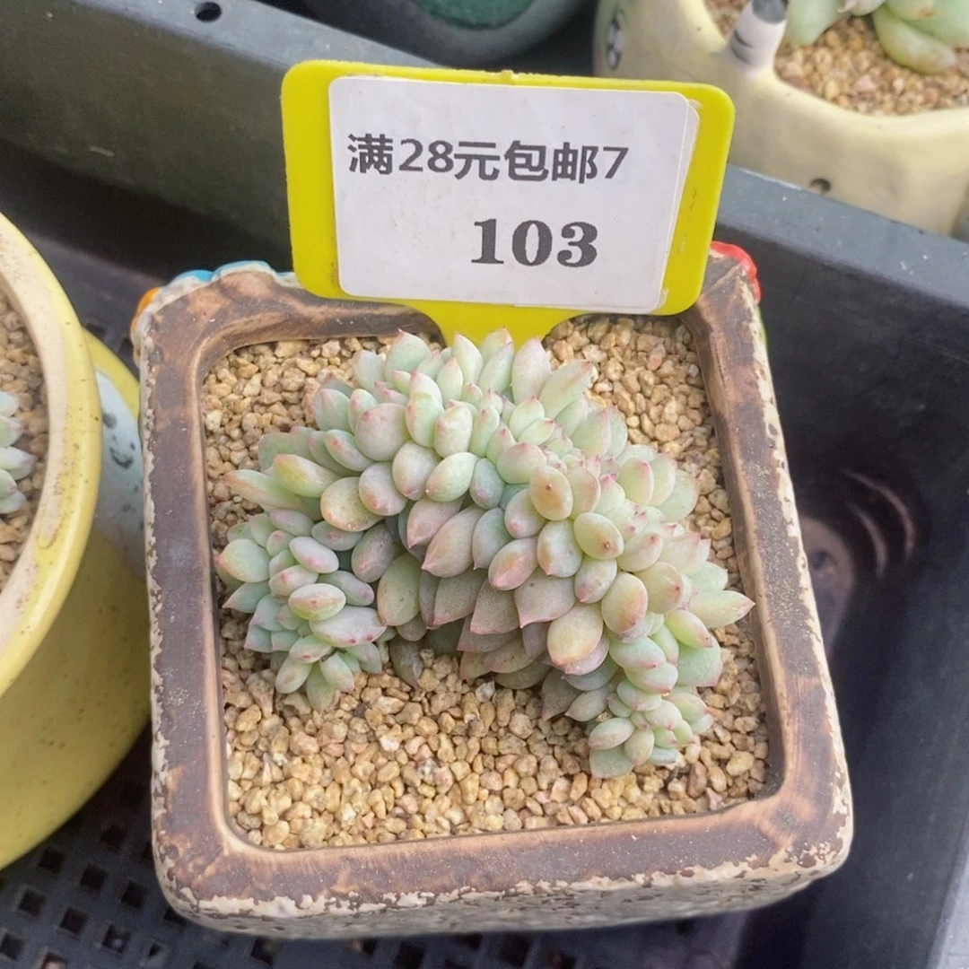 7103小叶星影缀多肉植物