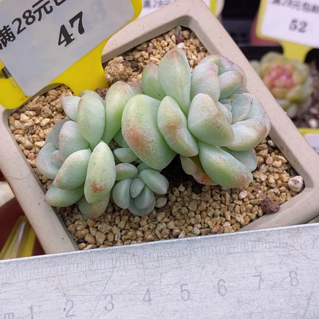 347冰玉石化四头多肉