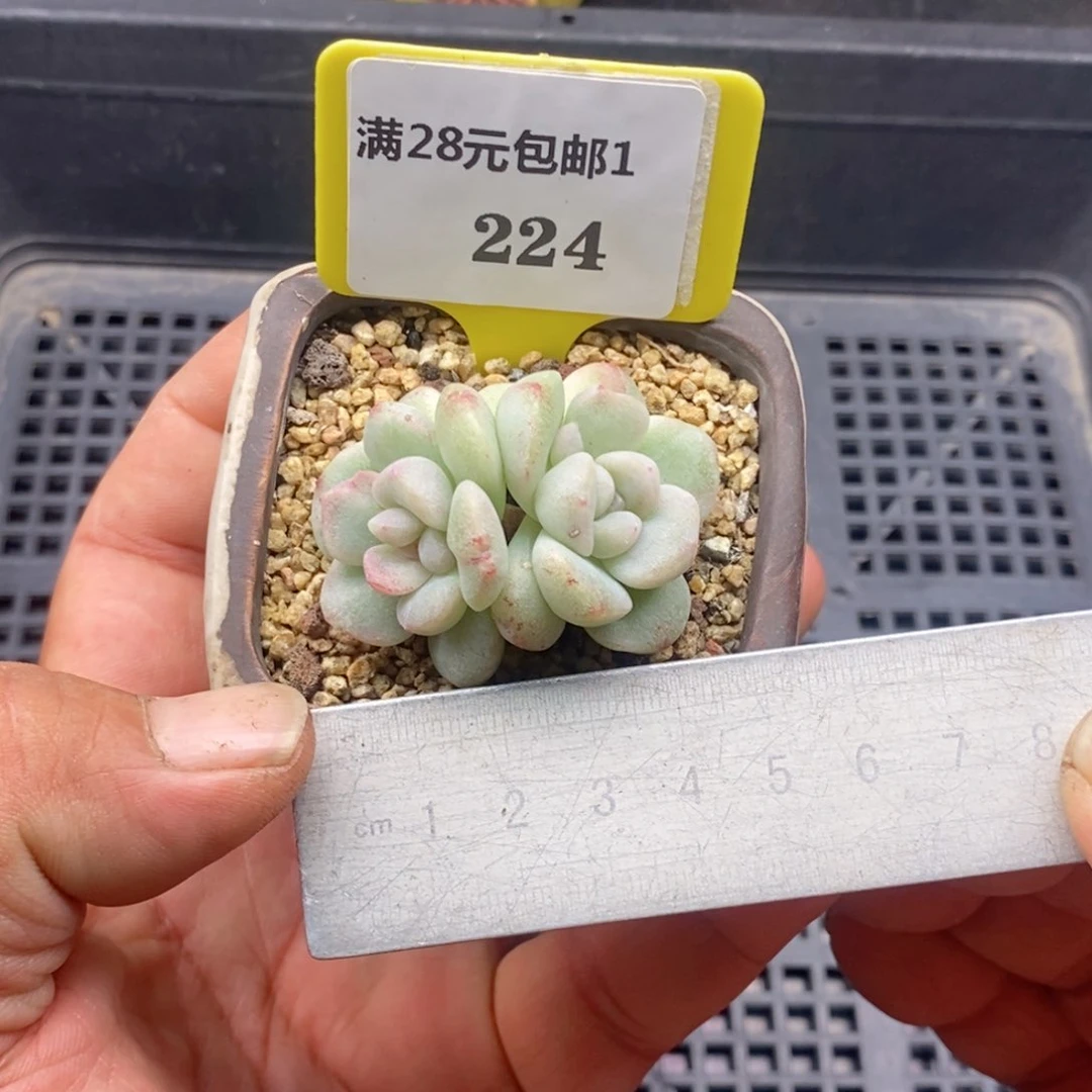 1224冰玉石化多肉植物