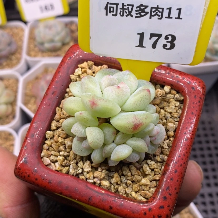 【闪购商品】11173，小肉链接