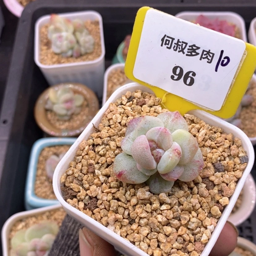 【闪购商品】盈***笑1096冰玉石化多肉