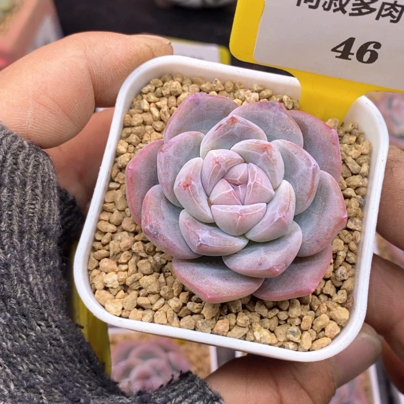 【闪购商品】646冰玉