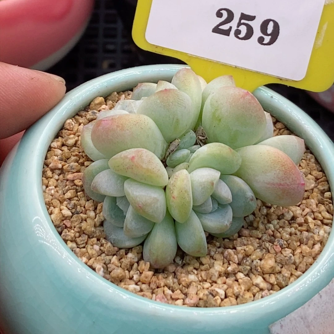 3259冰玉福利多肉植物