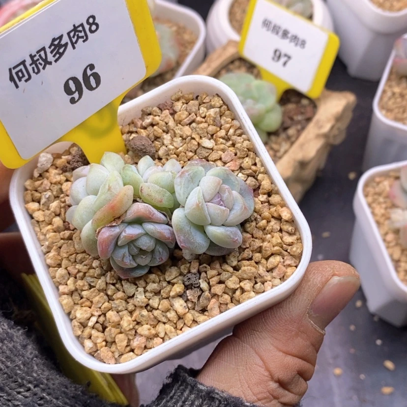 【闪购商品】用****4896冰玉