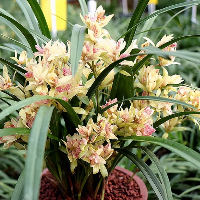 怡兰雅居【富山奇蝶】建兰铭品新手佳品好养花浓香型花开层层叠叠