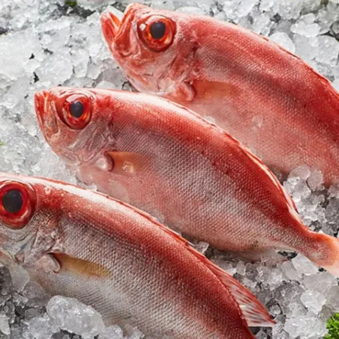 广东汕尾马宫港海钓红目鲢鱼（大眼鸡）码头冷链包邮到家食用 冷冻