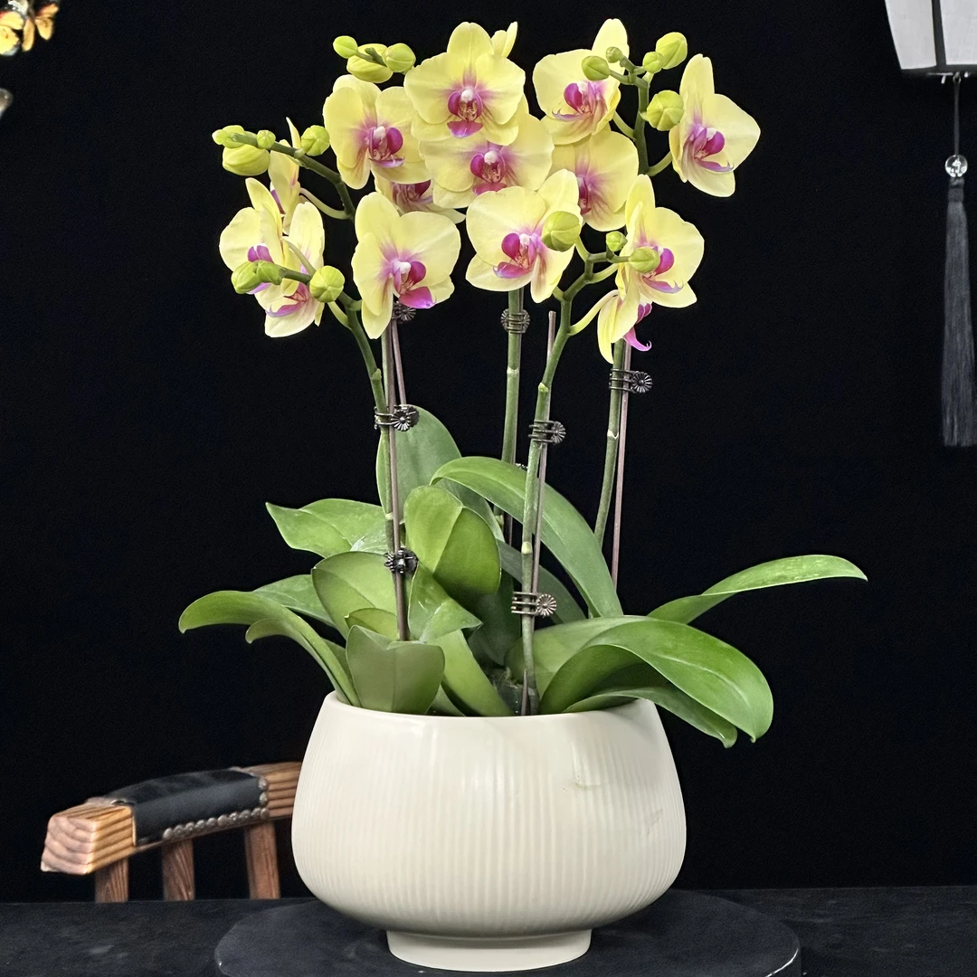 蝶纷飞【朝日】带花苞兰花阳台开花发货种植生长植株