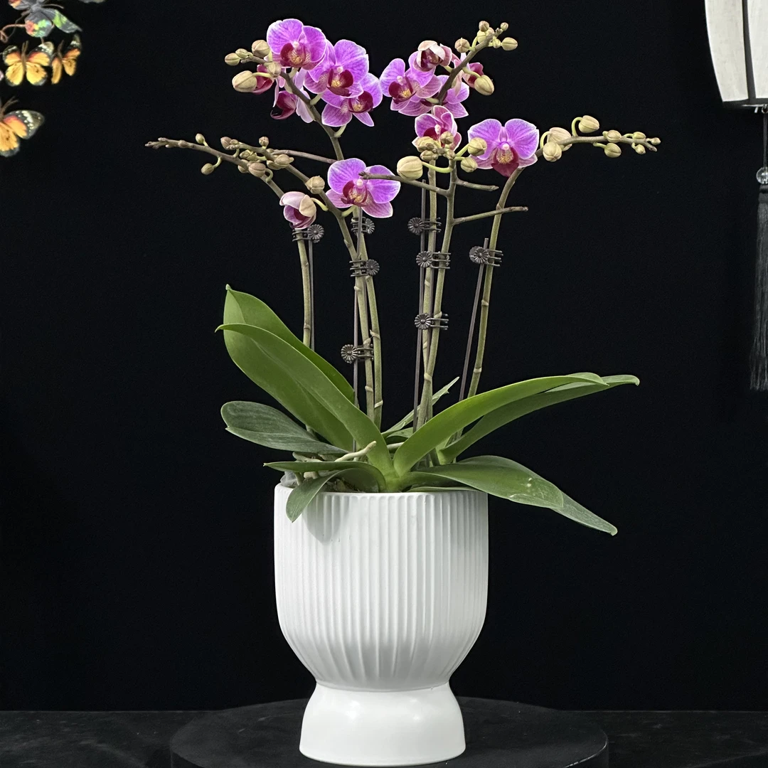 蝶纷飞【小甜甜】带花苞兰花阳台开花发货种植生长基地植株