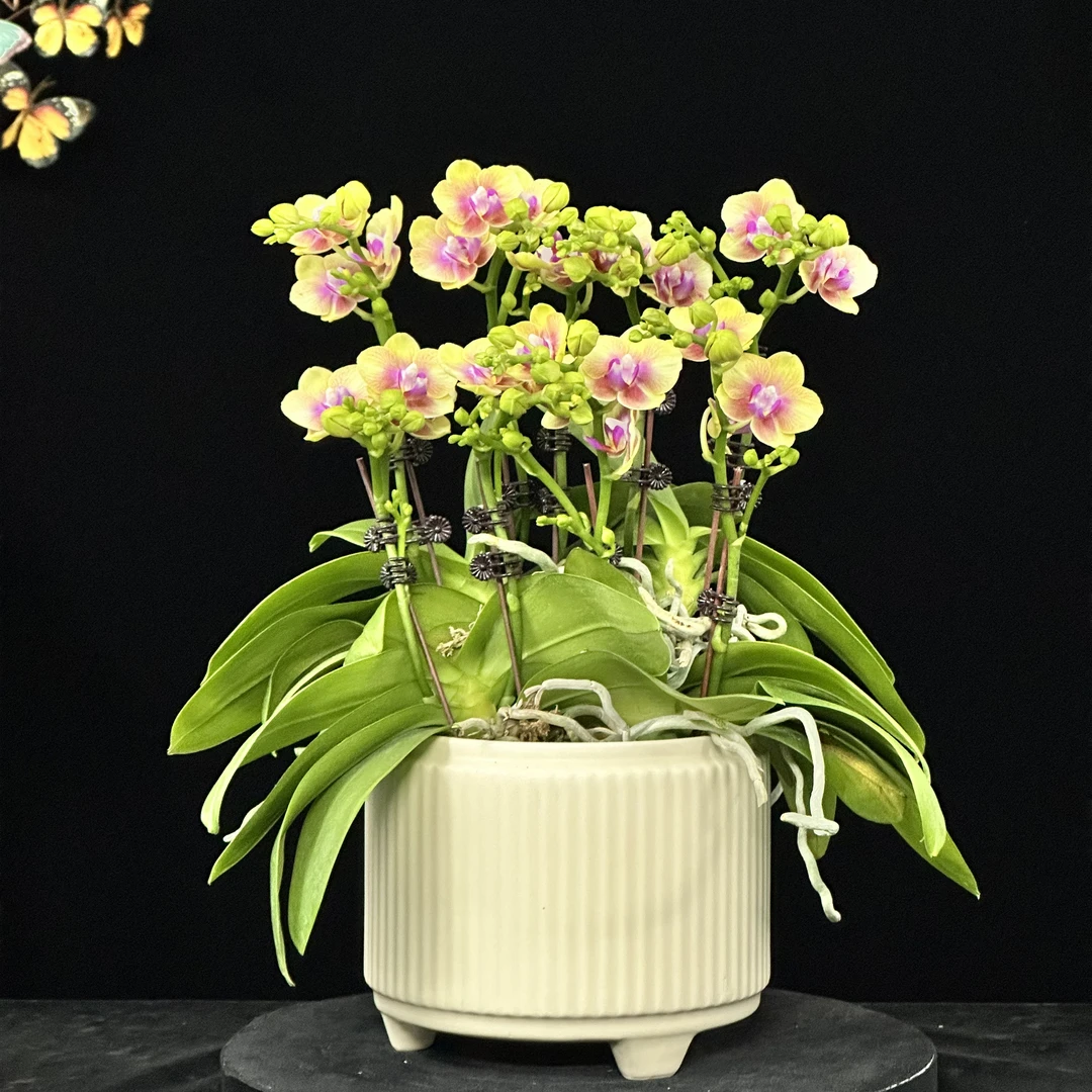 蝶纷飞【小橘子】蝴蝶兰鲜花批发室内花卉带花开花带花苞兰花