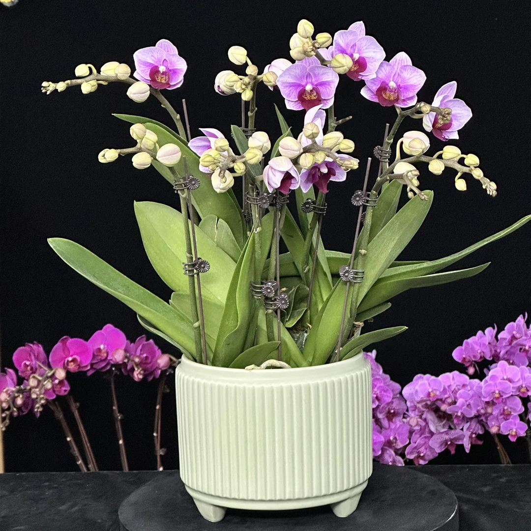 蝶纷飞【宝贝】蝴蝶兰鲜花批发室内花卉带花开花带花苞兰花