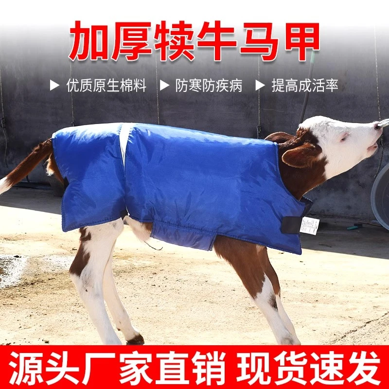 加厚牛犊马甲养牛场小犊牛羊羔外套衣服保暖保温护肚子防水风寒病
