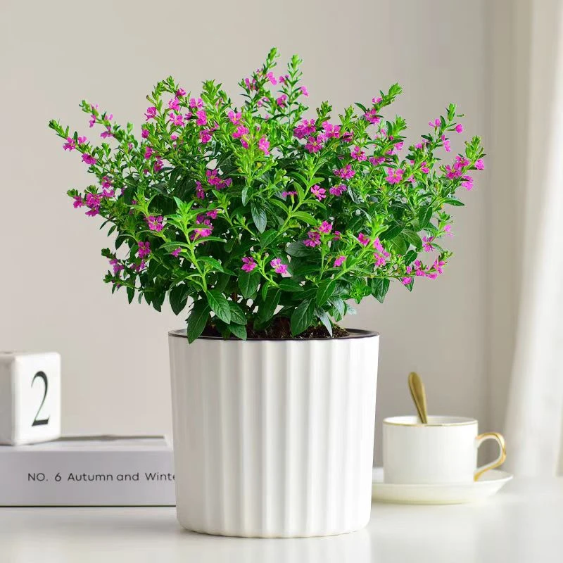 满天星盆栽四季开花室内阳台花卉耐热喜水好养萼距花观花净化空气