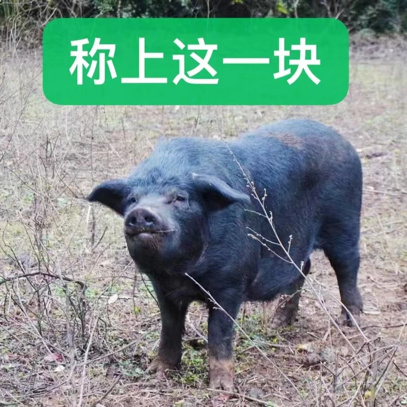 湘西高山放养1年农家生态土猪鲜猪肉 4斤起顺丰快递运输（猪其他）