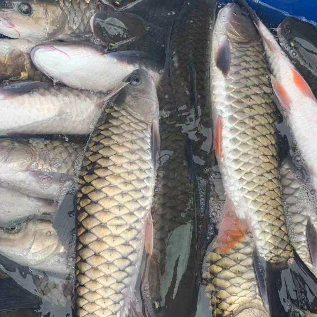 军鱼  水族活体鱼