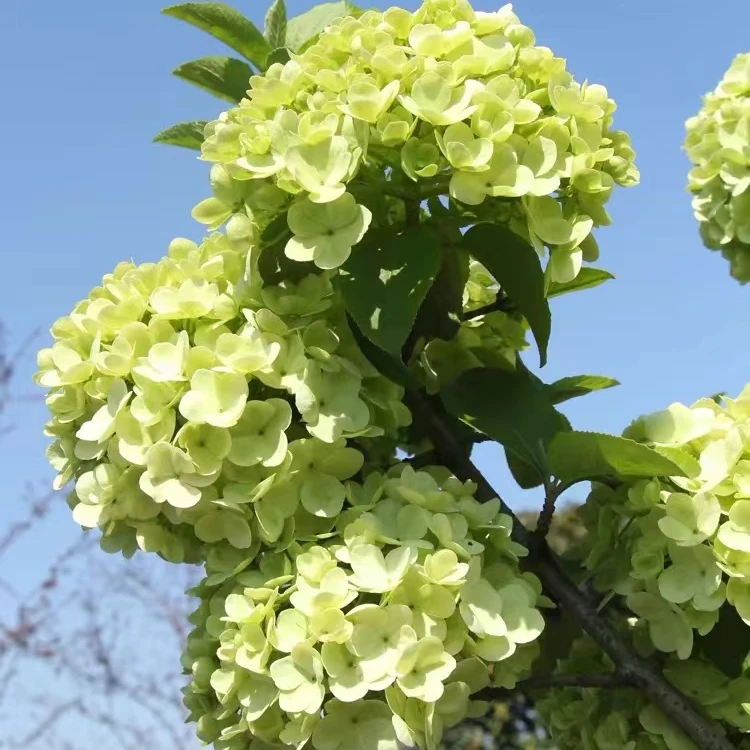 中华木活力青柠石灰灯圆锥绣球斗球盆栽地载花卉庭院阳台花卉
