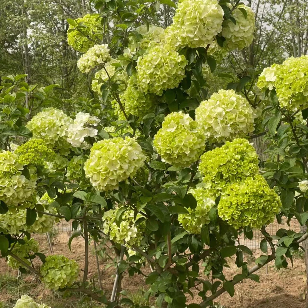 推荐名贵品种中华木绣球花树绿植斗球正宗绣球花庭院花卉