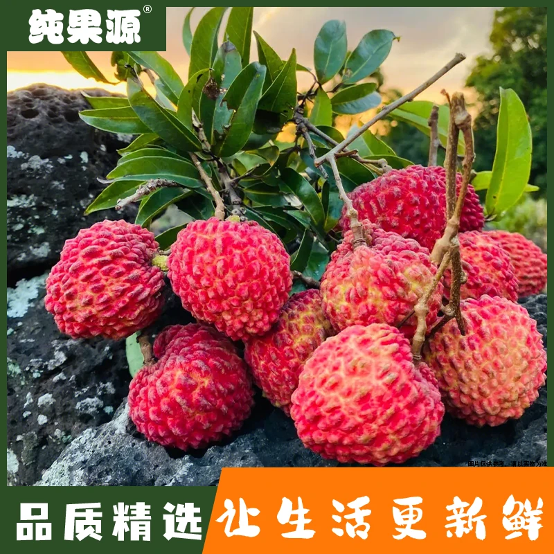 【纯果源小时达】荔枝王【约1.2-1.4斤】