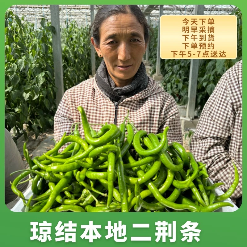 【拉萨同城】琼结菜篮子二荆条新鲜蔬菜辣椒线辣椒本地蔬菜