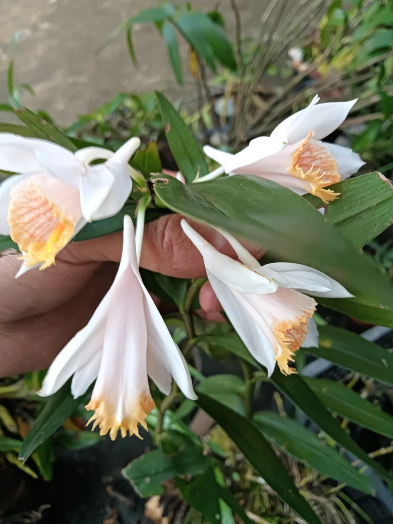 开花非常漂亮，我们本地叫他铁皮石斛
