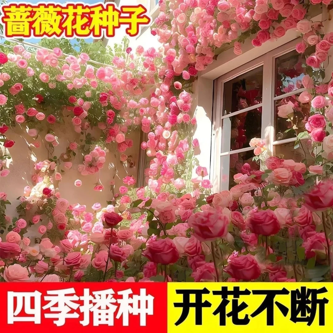 爬藤蔷薇花种子月季四季重瓣庭院阳台盆栽爬藤植物玫瑰花卉种子籽