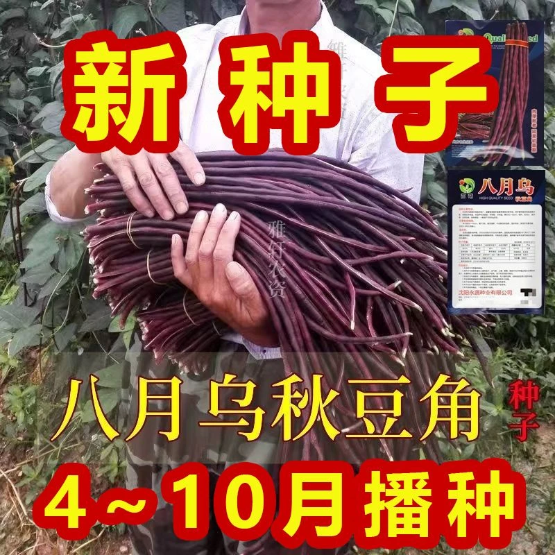 八月乌春秋红豆角种子高产上架爬藤豇豆特长四季庭院春秋种植蔬菜